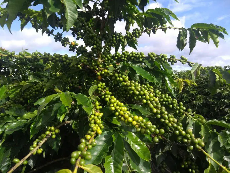 Coffee trees